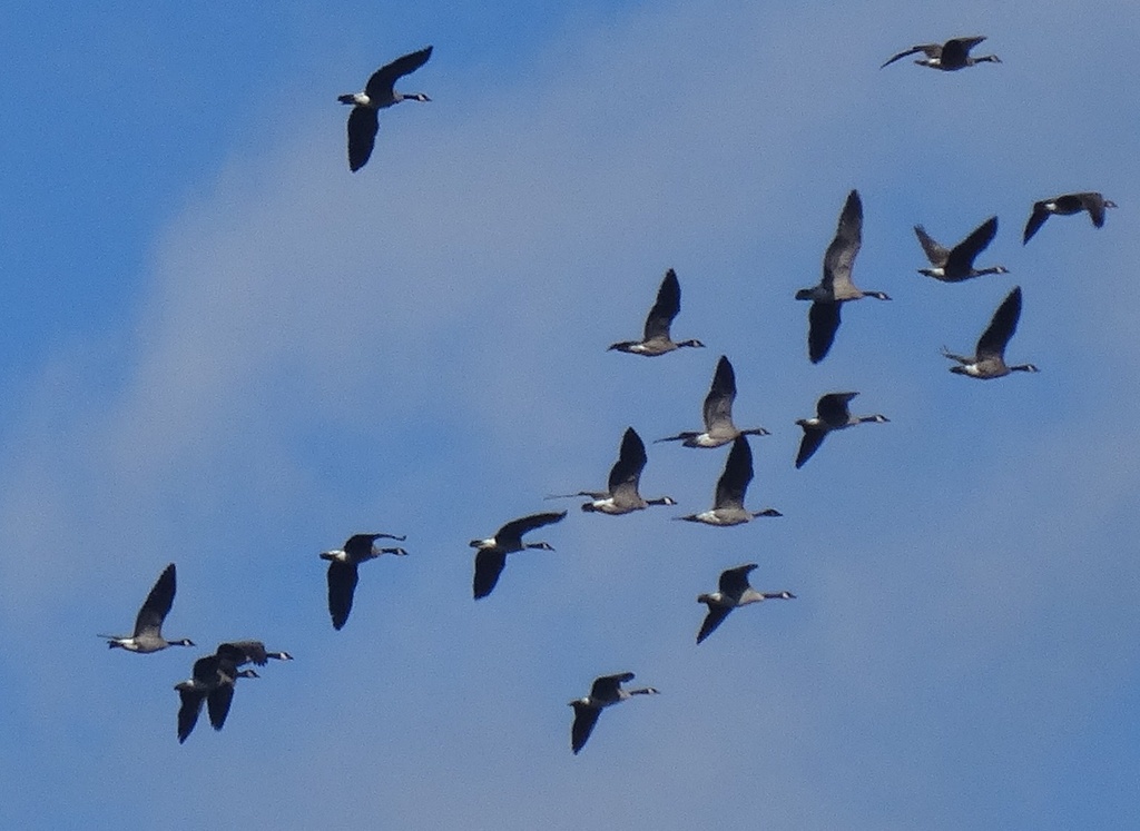 Day 109 Geese Formation by rminer