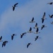 Day 109 Geese Formation by rminer