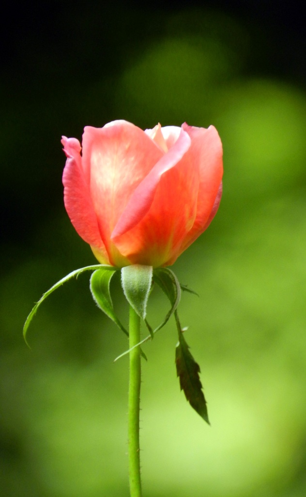 Last Garden Rose by paintdipper