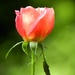 Last Garden Rose by paintdipper