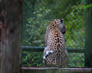 21st Sep 2013 - Leopard