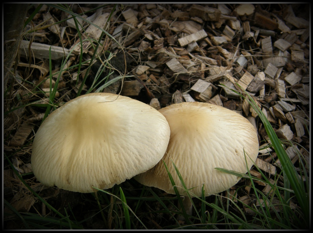 Autumn fungi - edible or not ?? by beryl