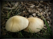 15th Sep 2013 - Autumn fungi - edible or not ??