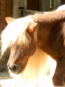 20th Sep 2013 - pony