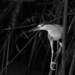 Black Crowned Night Heron by pdulis