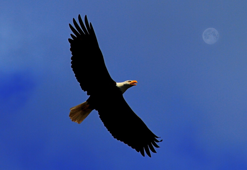 Fly Like An Eagle by sbolden