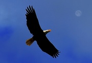 21st Sep 2013 - Fly Like An Eagle