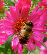 21st Sep 2013 - Close to Bee
