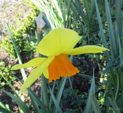 22nd Sep 2013 - Daffodil