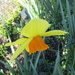 Daffodil by kiwiflora