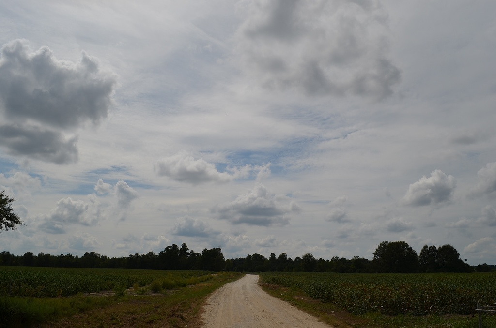 Farm road and cotton fields, near Santee, SC by congaree