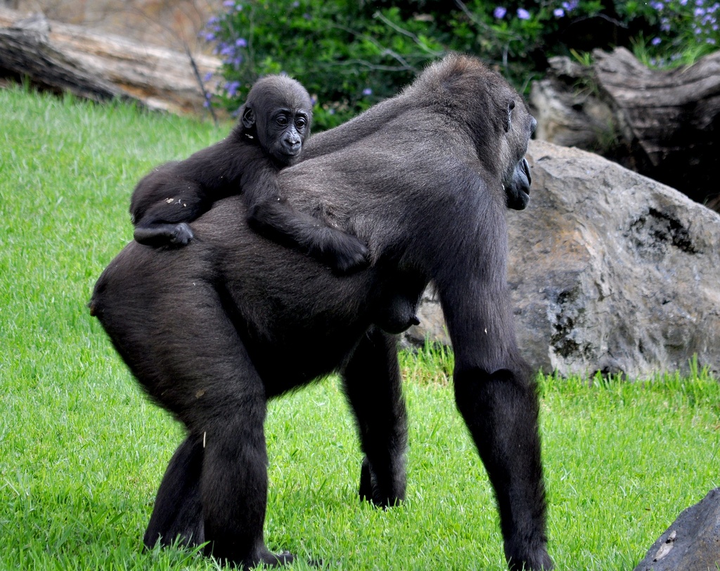 Baby Gorilla by philbacon