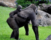 8th Aug 2013 - Baby Gorilla