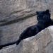 Black leopard  by philbacon