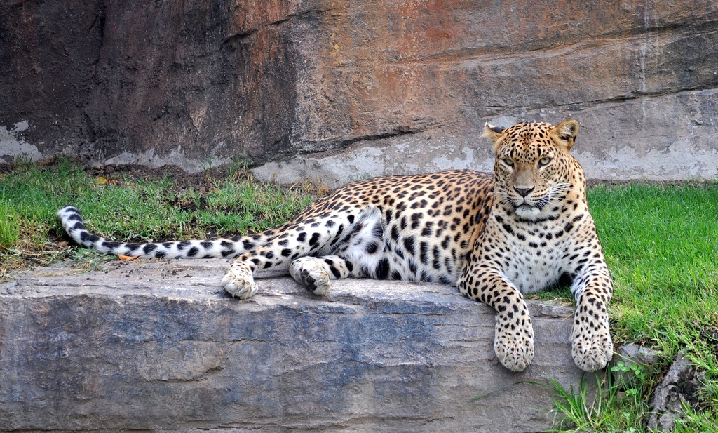 Leopard resting by philbacon