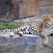 Leopard resting by philbacon