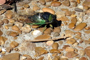 22nd Sep 2013 - Cicada (insert scream here...)