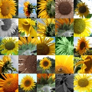 22nd Sep 2013 - Sunflowers