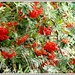 Rowan berries  by beryl