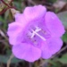 purple gerardia by wiesnerbeth