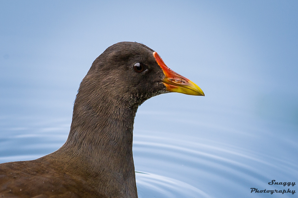 Day 264 - Moorhen by snaggy
