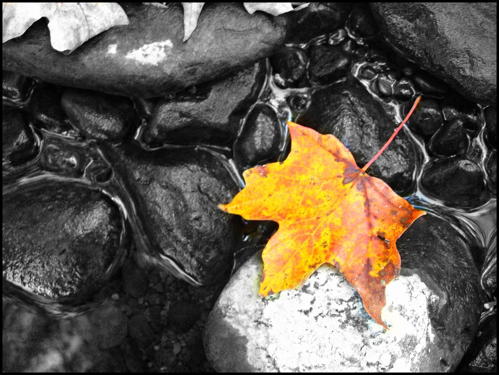Harbinger of Fall by olivetreeann