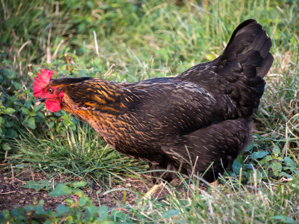 Chicken busy looking for snacks by kathyladley