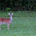 Doe, a Deer, a Female Deer by calm