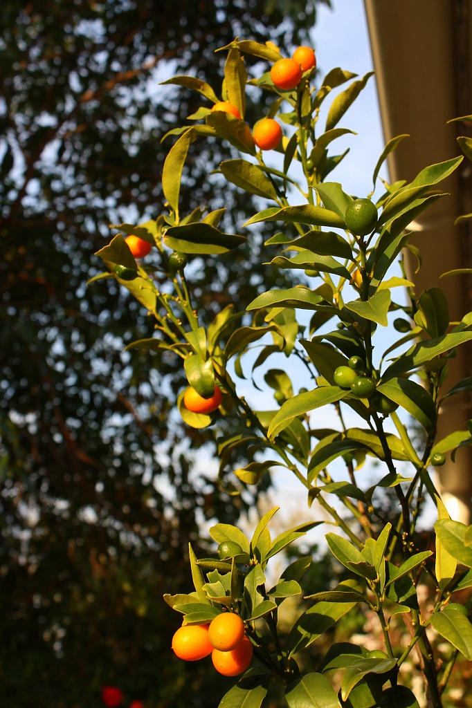 How many kumquats make a crop? by eleanor
