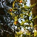 How many kumquats make a crop? by eleanor