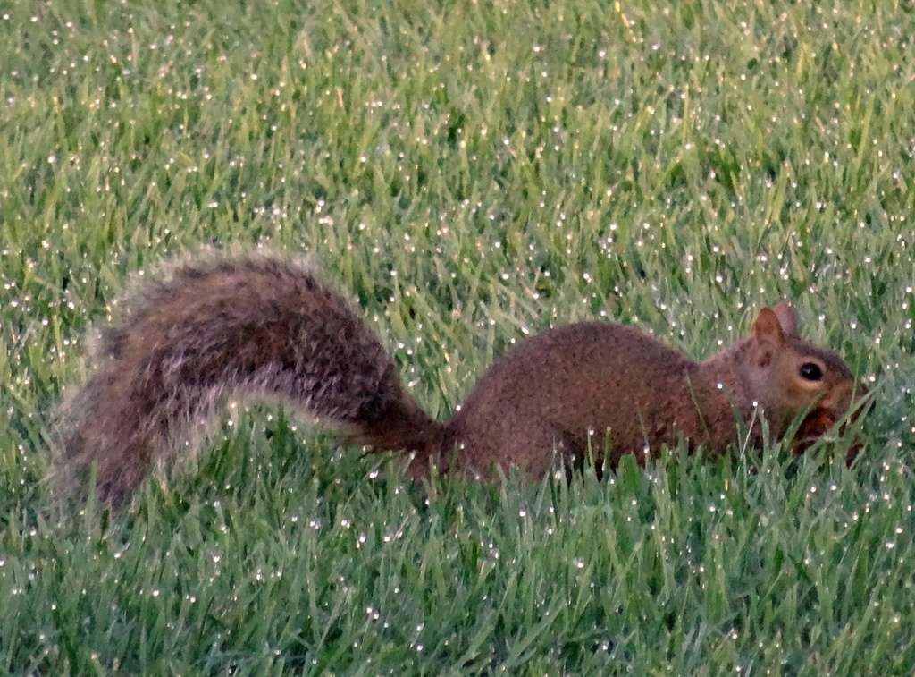 Day 110 Squirrel_in_the_Dew by rminer