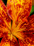 23rd Sep 2013 - Flaming Lily