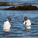 2013 09 22 Early Morning Baptism 2 by kwiksilver