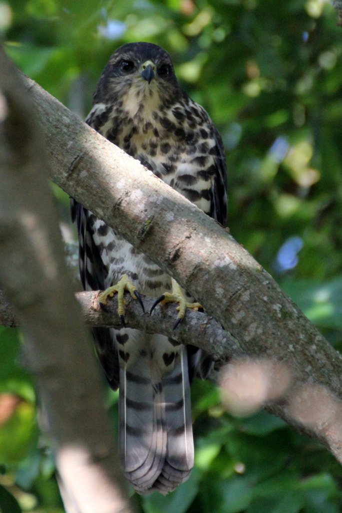 Juvenile Sparrowhawk? by eleanor