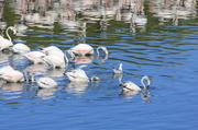 13th Jan 2013 - Shy flamingoes