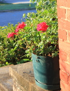 23rd Sep 2013 - IMG_4222_2 Geraniums in the sunrise