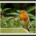 23rd September 2013 - Robin by pamknowler