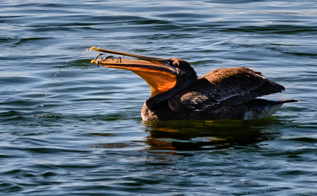 Pelican Feast  by jgpittenger