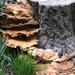 Staircase of fungus! by fishers