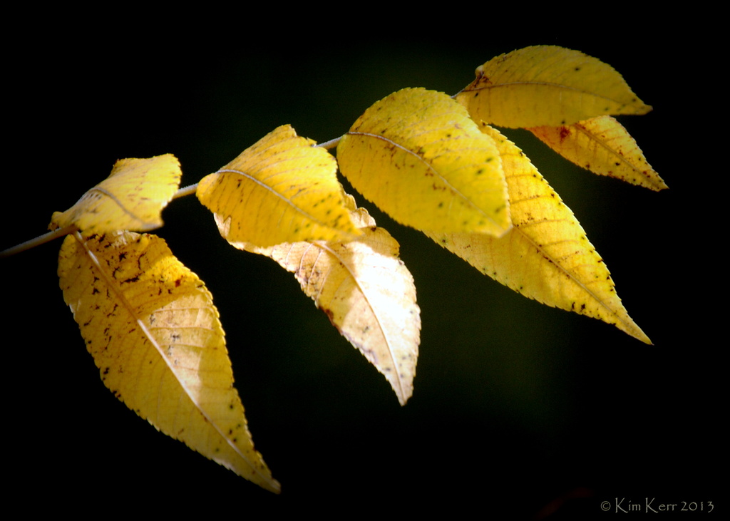 Yellow Leaves by genealogygenie