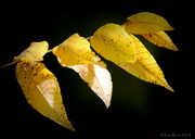 13th Sep 2013 - Yellow Leaves