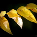Yellow Leaves by genealogygenie