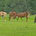 Horses out to pasture by tanda