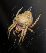 23rd Sep 2013 - orbweb spider
