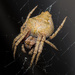 orbweb spider by kali66