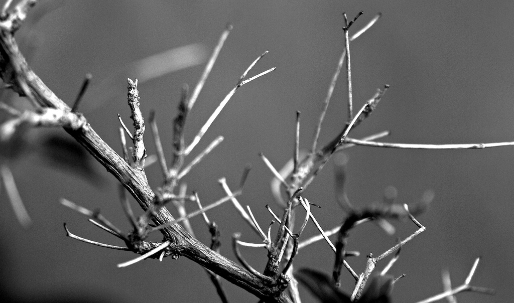(Day 218) - Branching Out by cjphoto