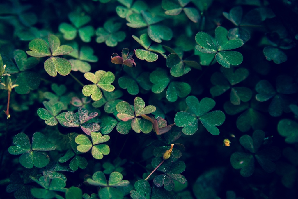 (Day 219) - Clover Field by cjphoto