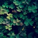 (Day 219) - Clover Field by cjphoto
