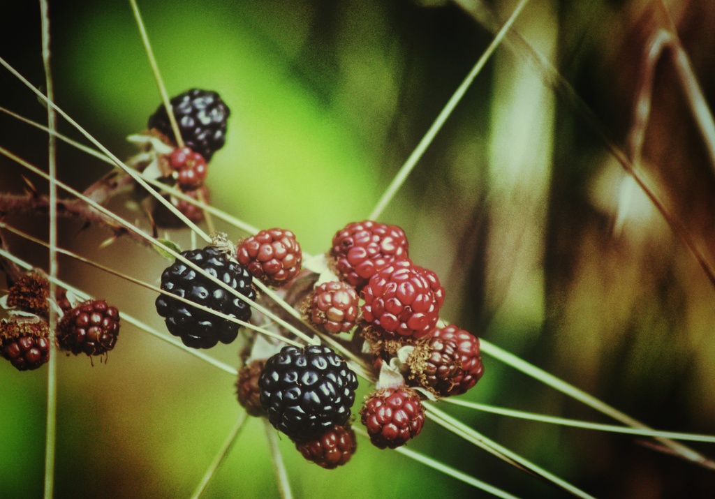 Last of the blackberries... by streats