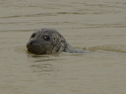 25th Sep 2013 - The resident Seal